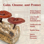 Dragon Herbs Duanwood Reishi Drops Mushroom Supplement - 2 fl oz - image 4