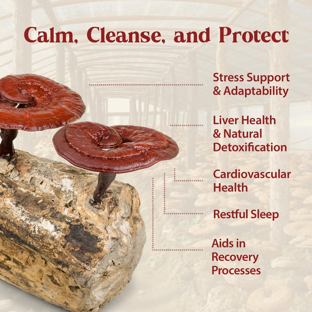 Dragon Herbs Duanwood Reishi Drops Mushroom Supplement - 2 fl oz - image 4
