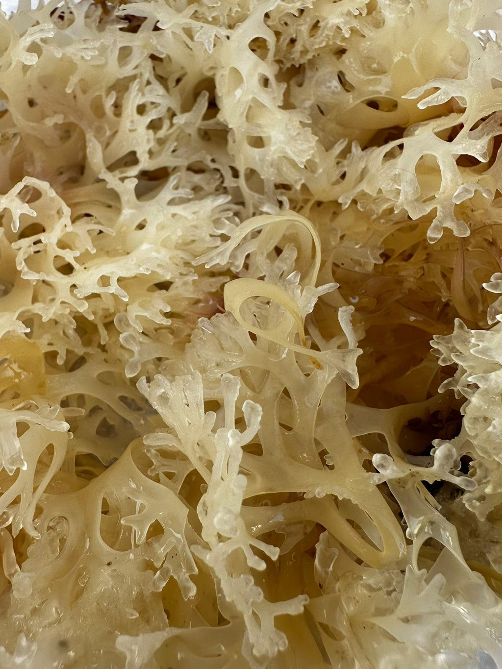 Alkaline Herb Raw Gold Sea Moss Wildcrafted - 4 oz - image 4