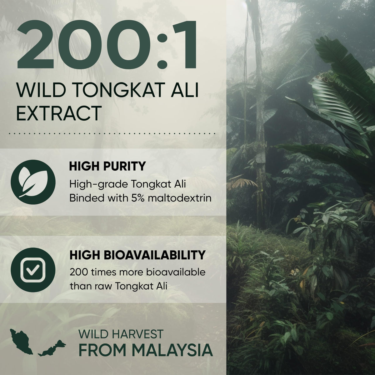 Jungle Powders Tongkat Ali 200:1 Extract Powder - 5 Ounce - image 4