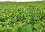 Food to Live Alfalfa Powder