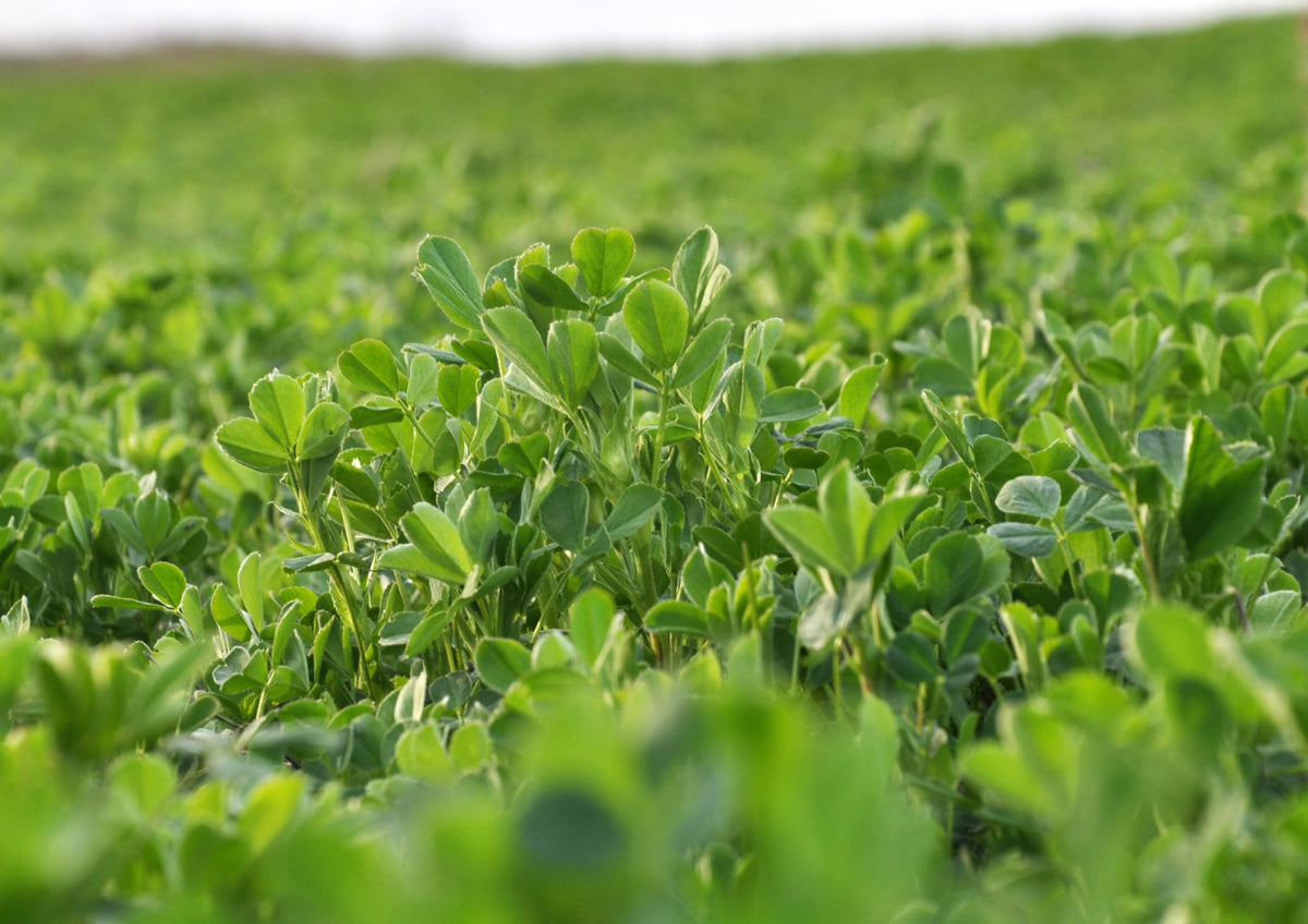Food to Live Alfalfa Powder