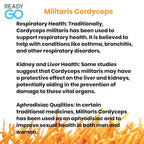 READYGO Cordyceps Militaris Mushroom Capsules with Ginseng - 30 Capsules - image 7