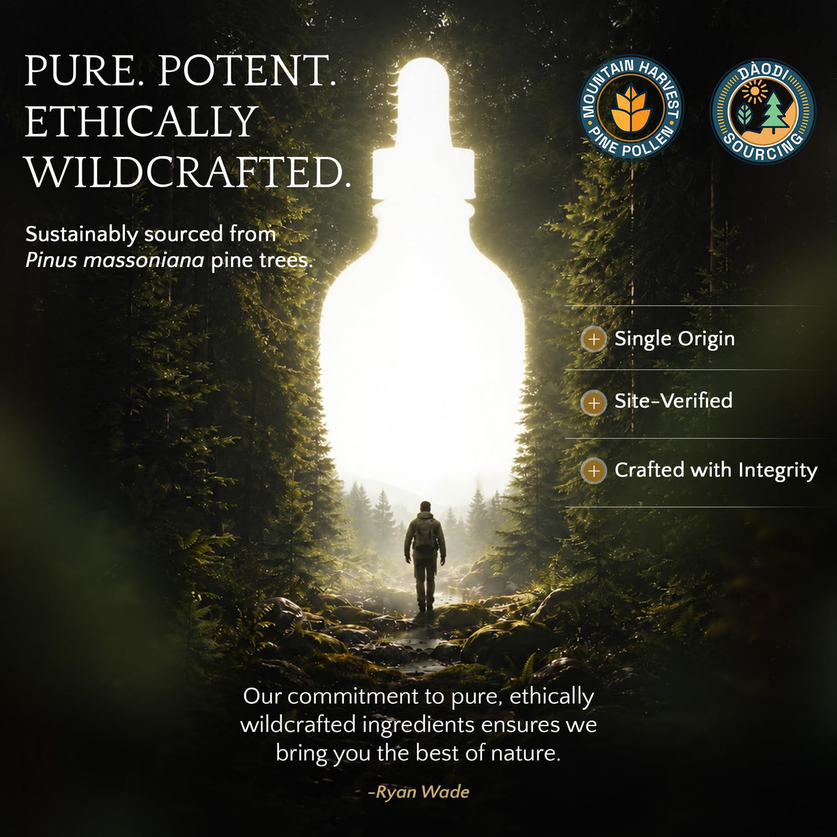 RAW Forest Foods Forest Manna Royal Pine Pollen Tincture