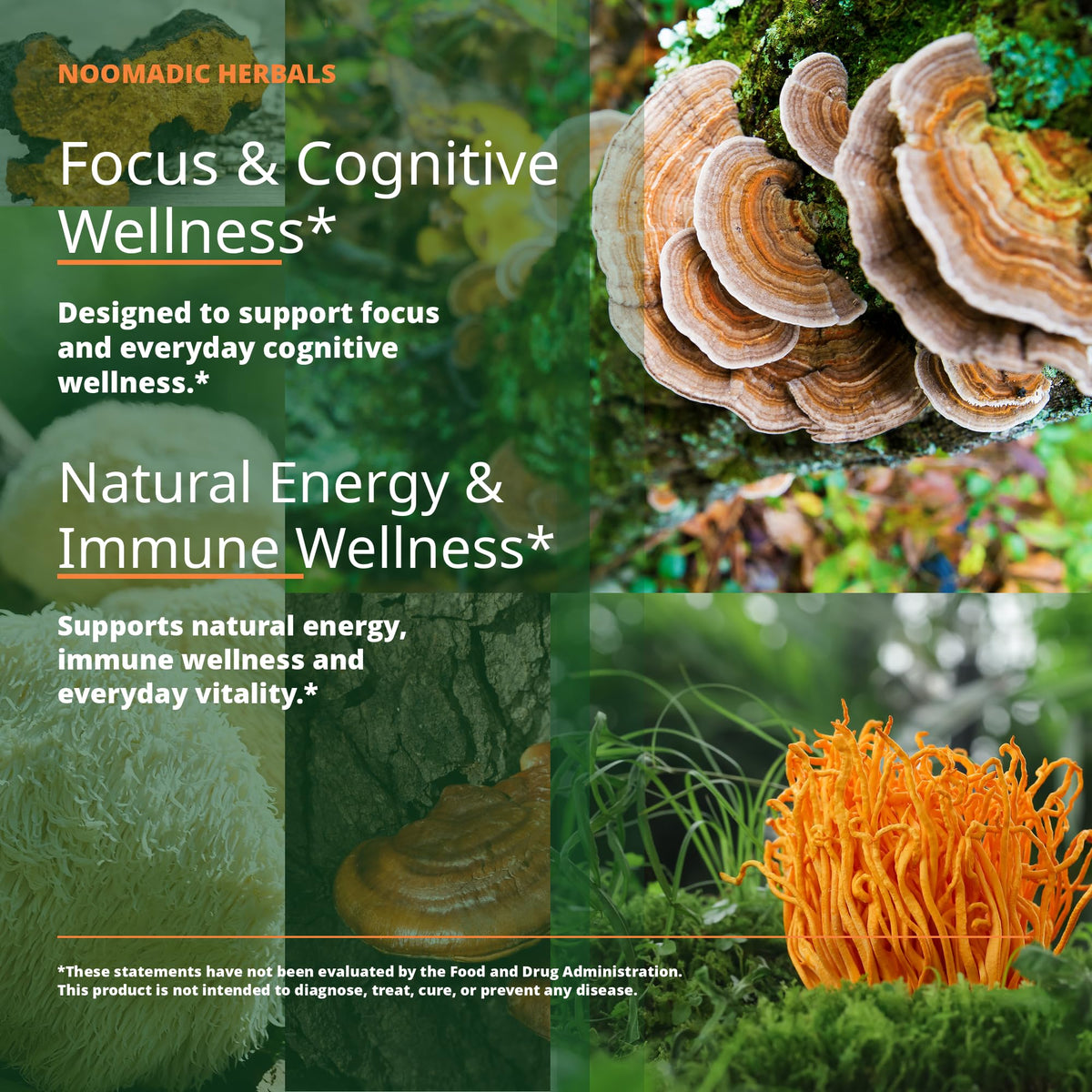 Noomadic Mushroom Total 5-Mushroom Supplement Complex - 60 Capsules - image 2