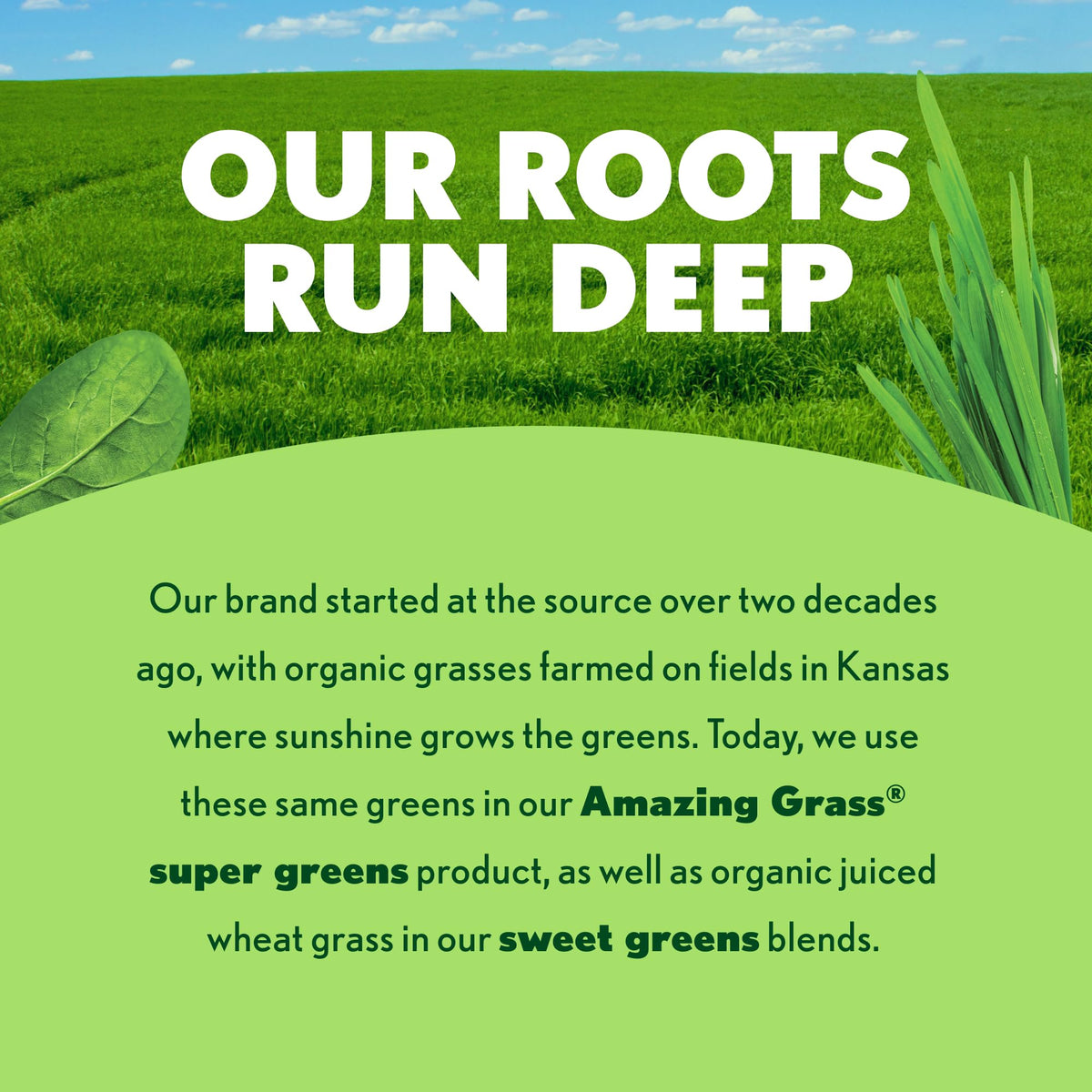 Amazing Grass Greens Blend Superfood Immunity