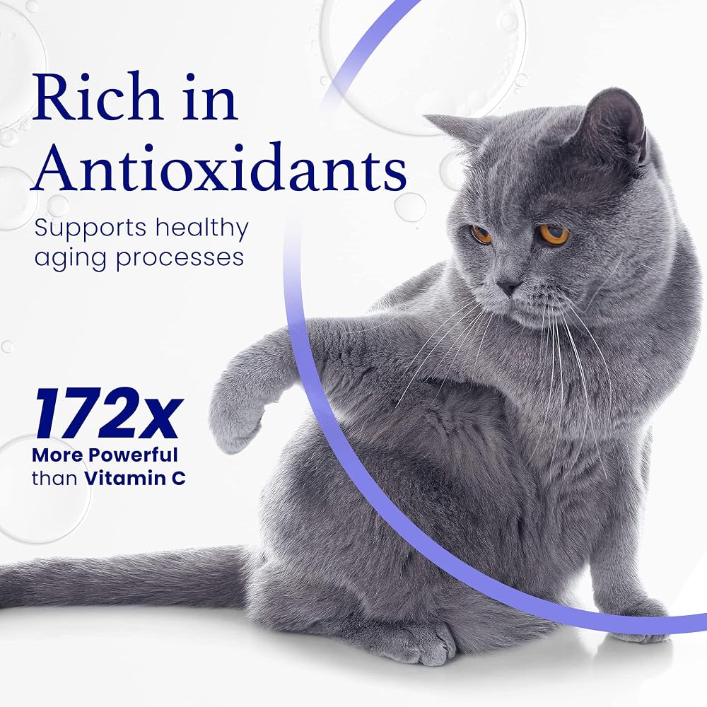 C60 Evo Cat Lover Set Antioxidant Support - 2 Pack - image 3