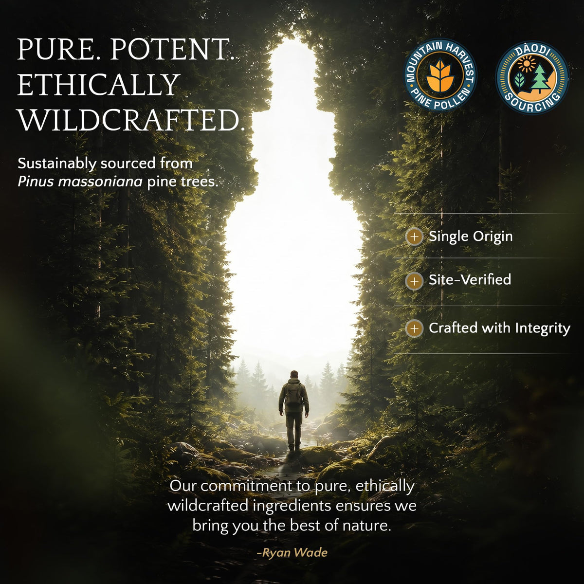 RAW Forest Foods Forest Manna Royal Pine Pollen Tincture