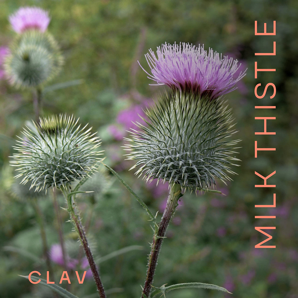CLAV Organic Milk Thistle & Artichoke Complex - 120 Capsules - image 2