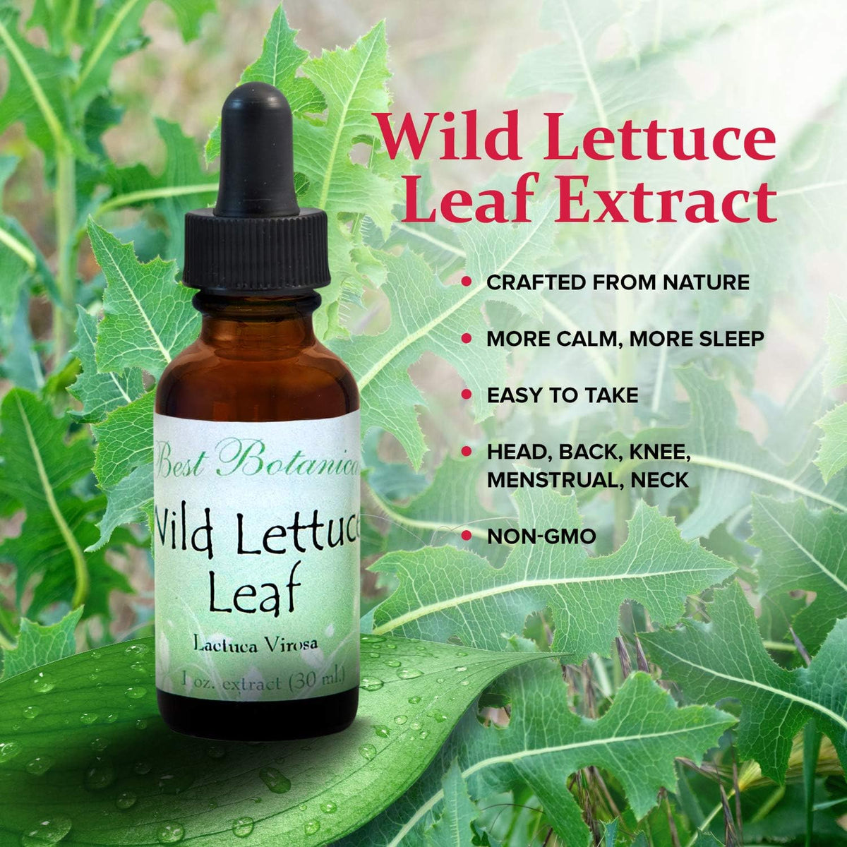 Best Botanicals Wild Lettuce Leaf Extract - 1 Fl Oz - image 3