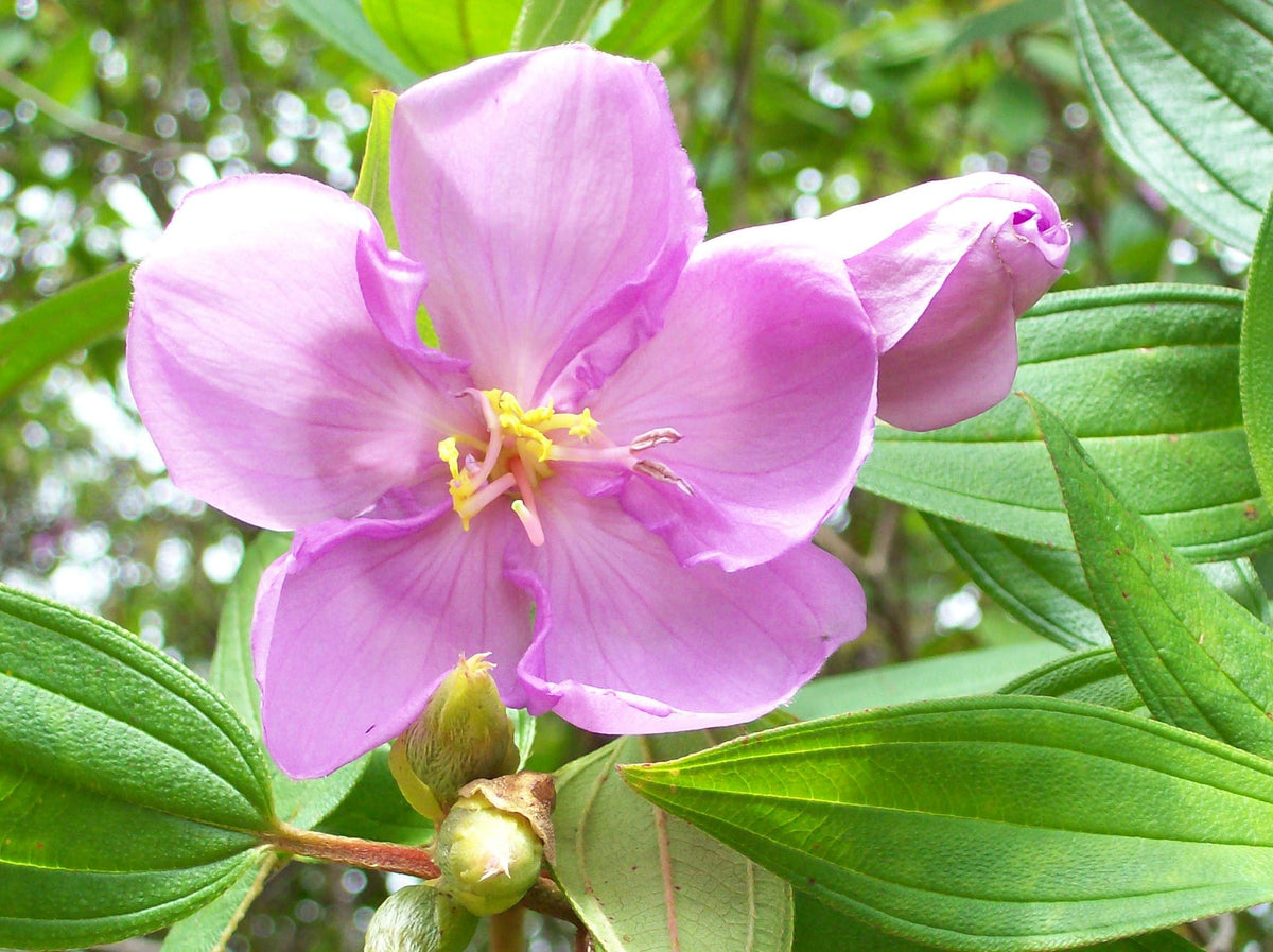 Hawaiian Rainforest Naturals Wild Azalea Flower Essence - 1 Fl Oz - image 3