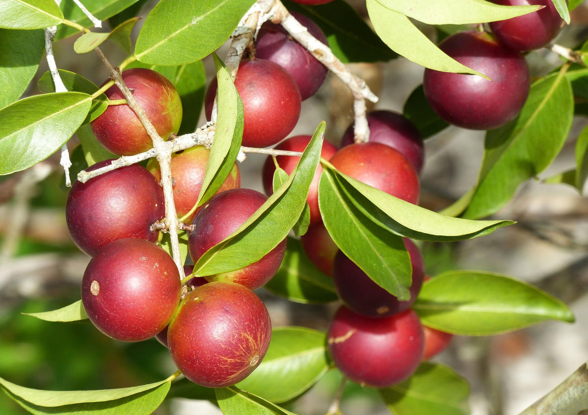 Food to Live Organic Camu Camu Powder