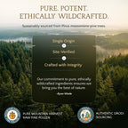 RAW Forest Foods Pine Pollen Powder Adaptogenic Tonic - 70g - image 4