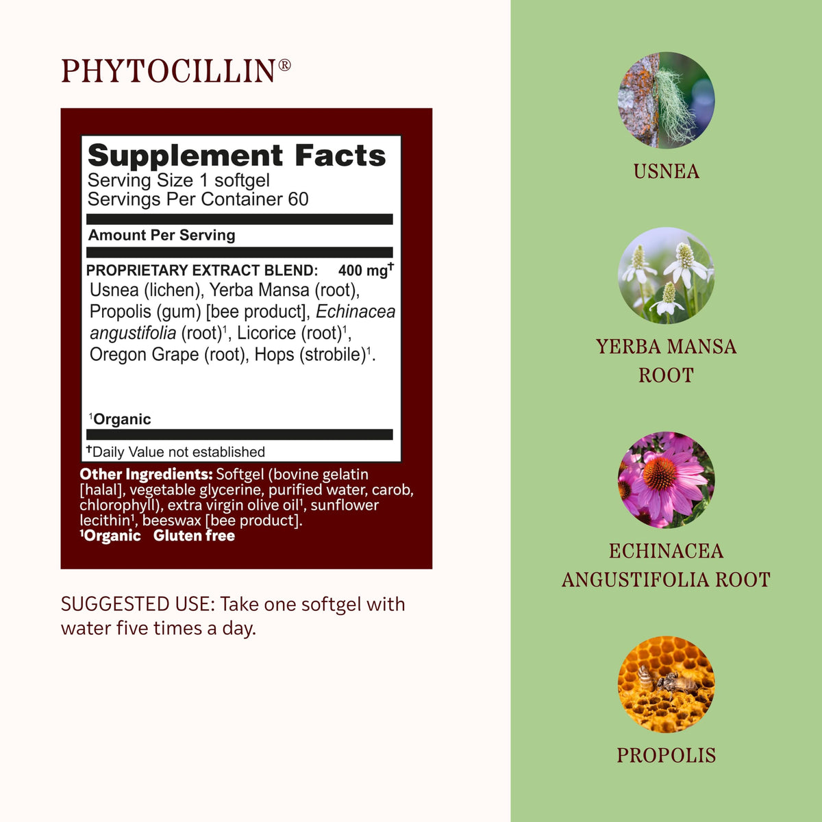 Herbs Etc. Phytocillin - Respiratory & Digestive Health Support