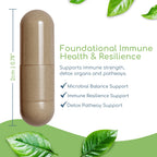 Return Healthy Cryptolepis Synergy Immune Support - 120 Capsules - image 4