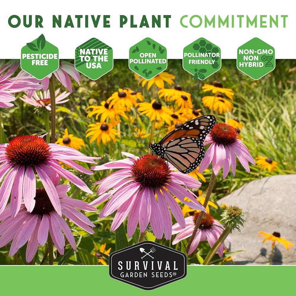 Survival Garden Seeds Purple Coneflower Echinacea Purpurea - 1 Pack - image 8
