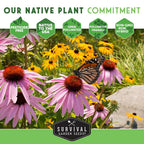 Survival Garden Seeds Purple Coneflower Echinacea Purpurea - 1 Pack - image 8