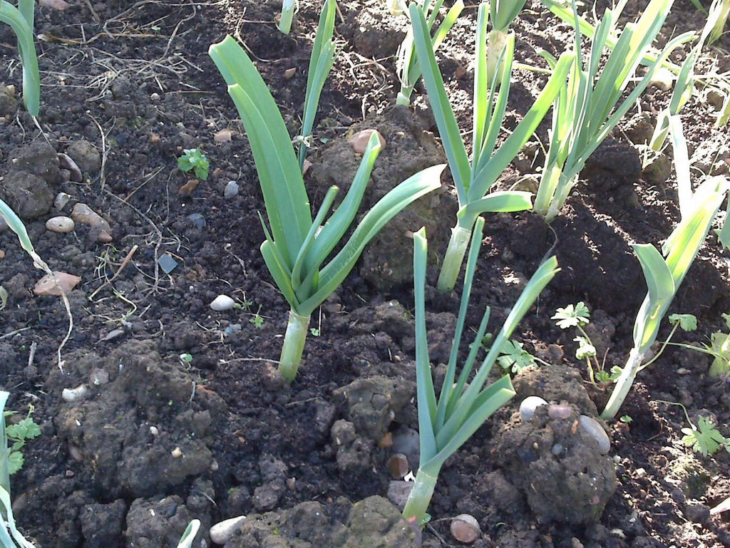 Morel Distribution Company Japanese Garlic//AJO Japones (100%