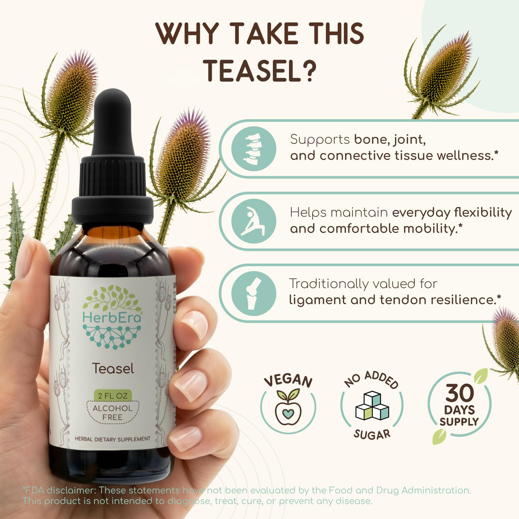 HerbEra Teasel Alcohol-Free Herbal Extract Tincture