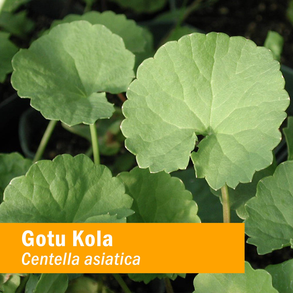 Herb Pharm Certified Organic Gotu Kola Extract for Musculoskeletal
