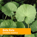 Herb Pharm Certified Organic Gotu Kola Extract for Musculoskeletal