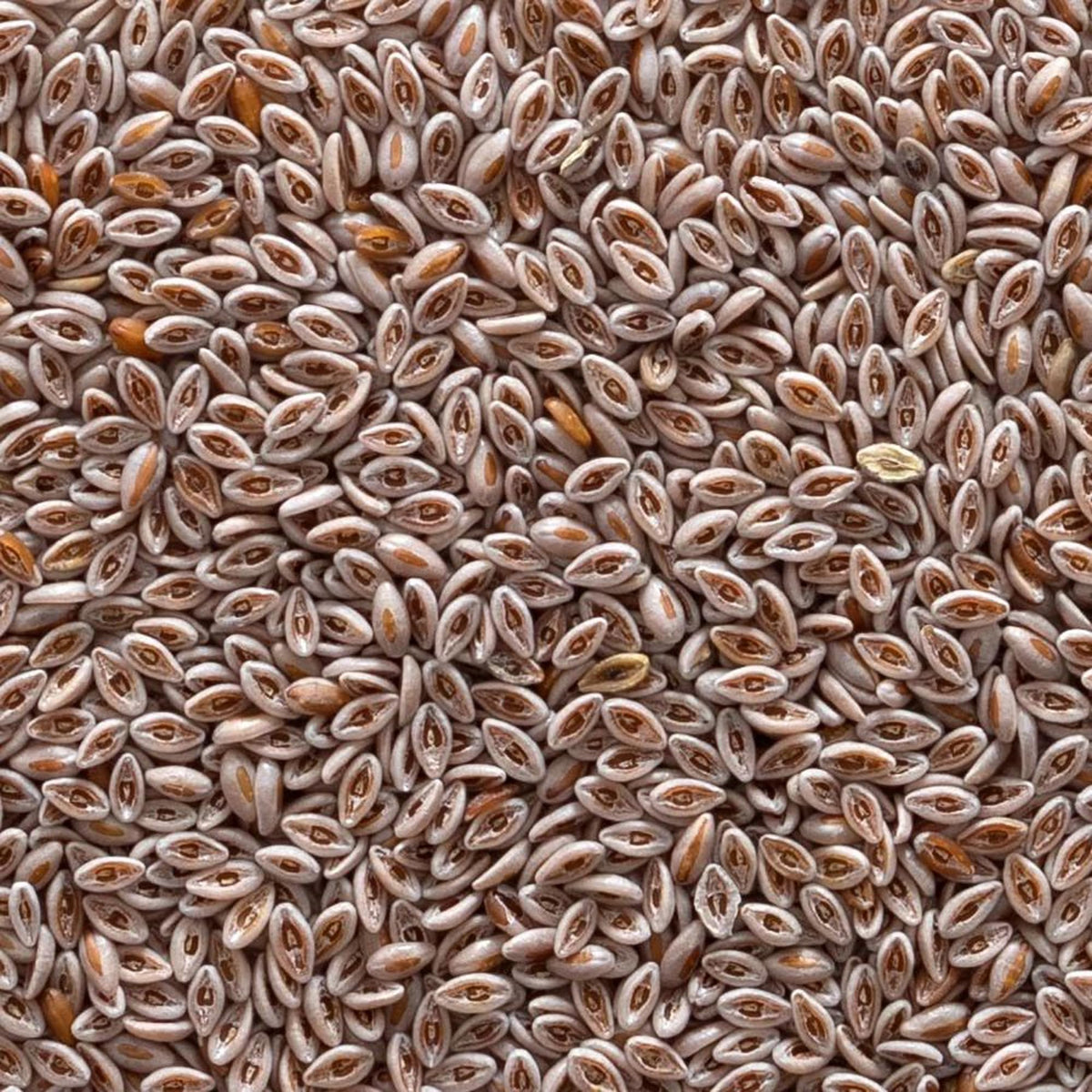 Frontier Co-op Organic Whole Psyllium Seed - 1 Pound - image 3