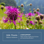 Eclectic Institute Milk Thistle Glycerite Herbal Supplement - 1 fl oz - image 3