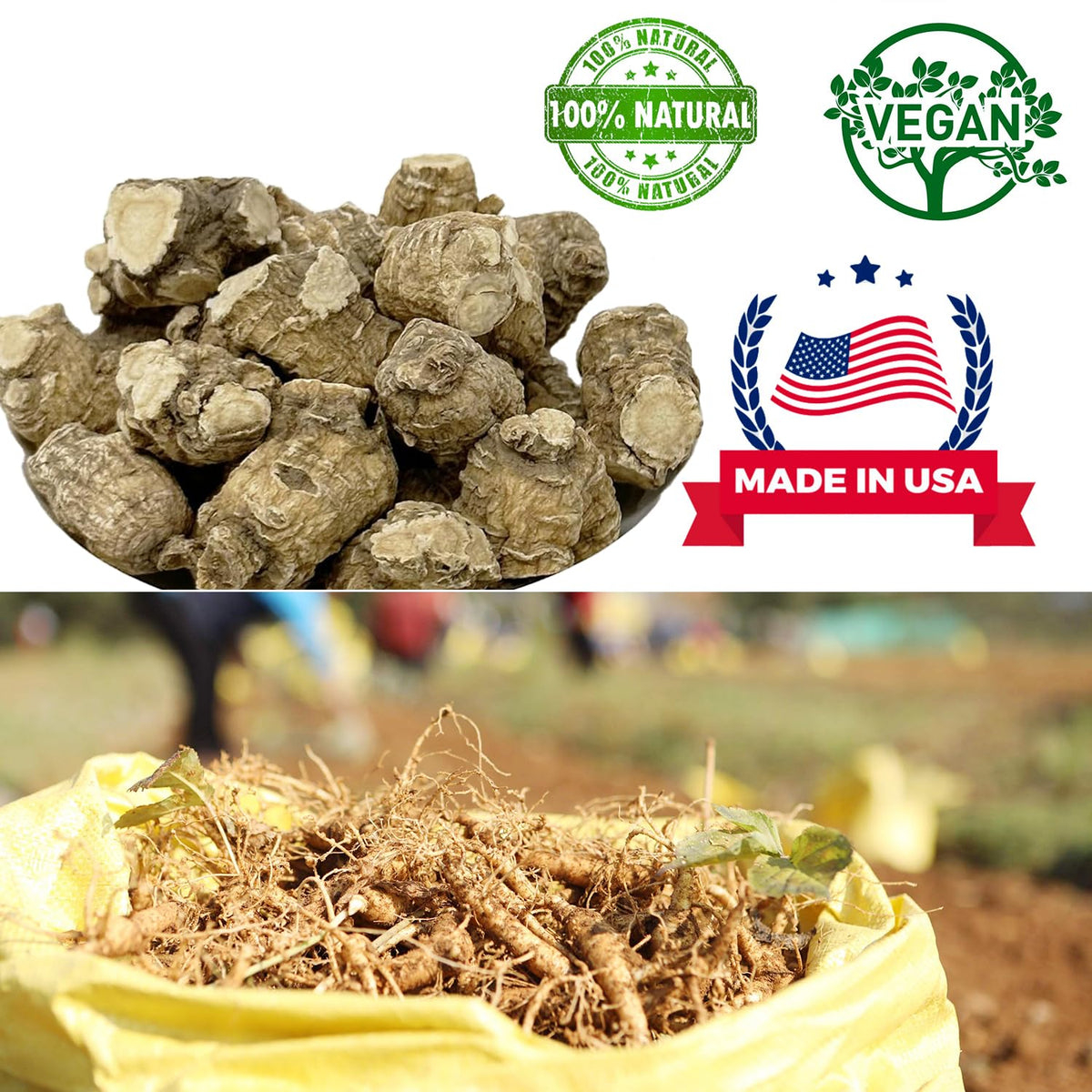 DABC OAK LAND Premium America Ginseng - Natural Energy Booster