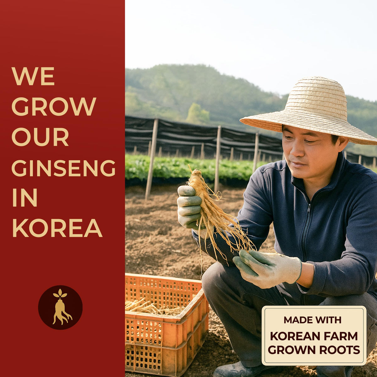 SAMSIDAE Korean Red Panax Ginseng Instant Tea - 50 Sachets - image 10