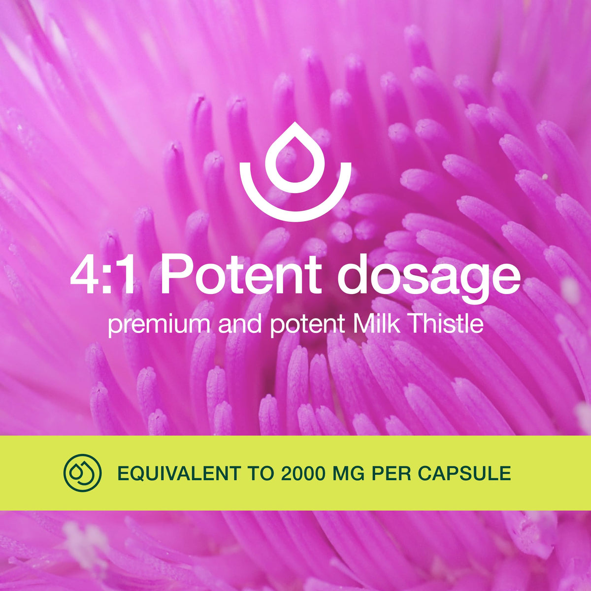 Fresh Nutrition Organic Milk Thistle Supplement 4:1 Extract - 120 Capsules - image 5