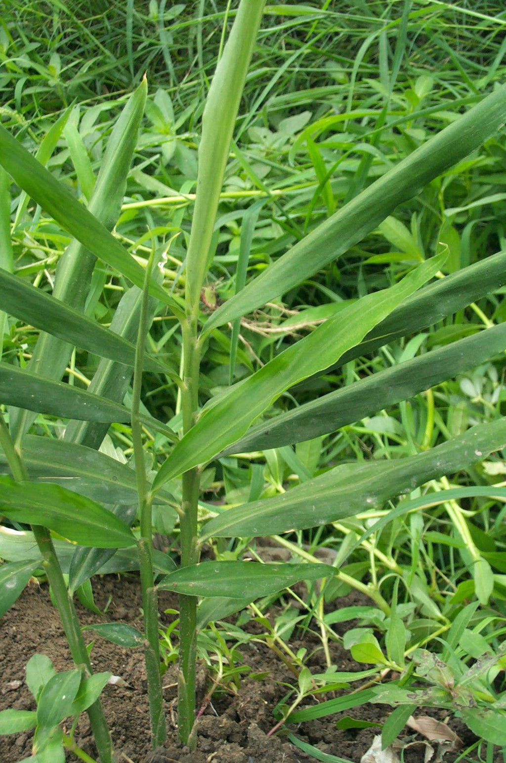 Mall~Kerala Live Ginger Rhizomes for Growing - 10 Count - image 2