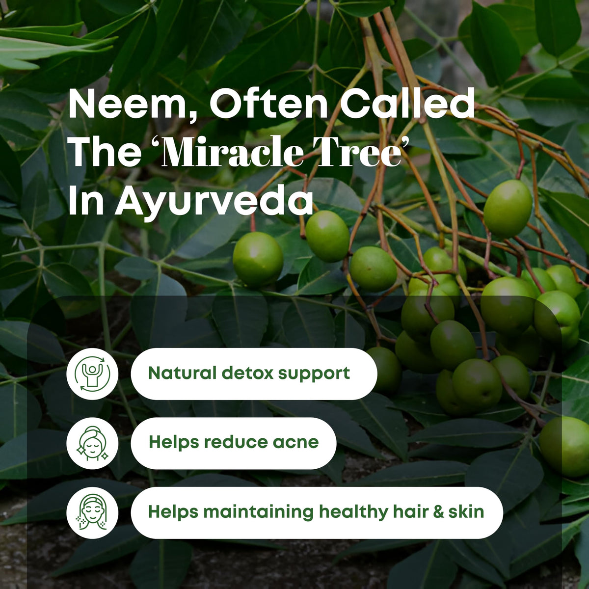 H&C Natural Neem Leaves Powder - 227 Grams - image 3