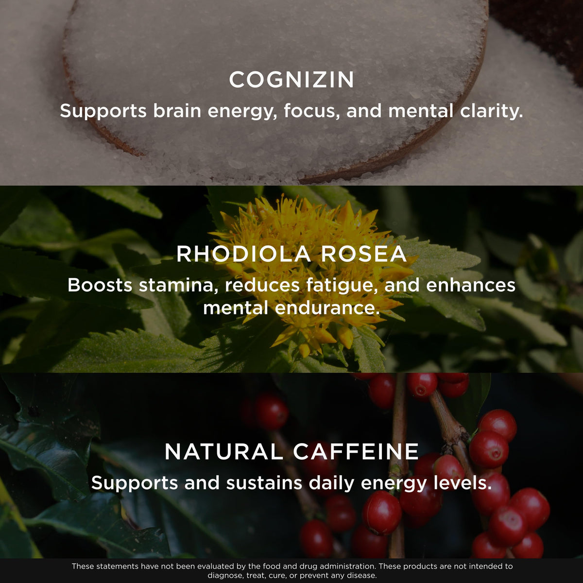 The Genius Brand BCAA Energy Powder