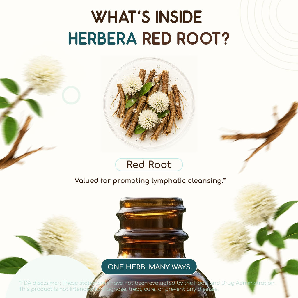 HerbEra Red Root Alcohol-Free Herbal Extract Tincture
