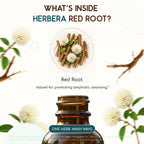 HerbEra Red Root Alcohol-Free Herbal Extract Tincture