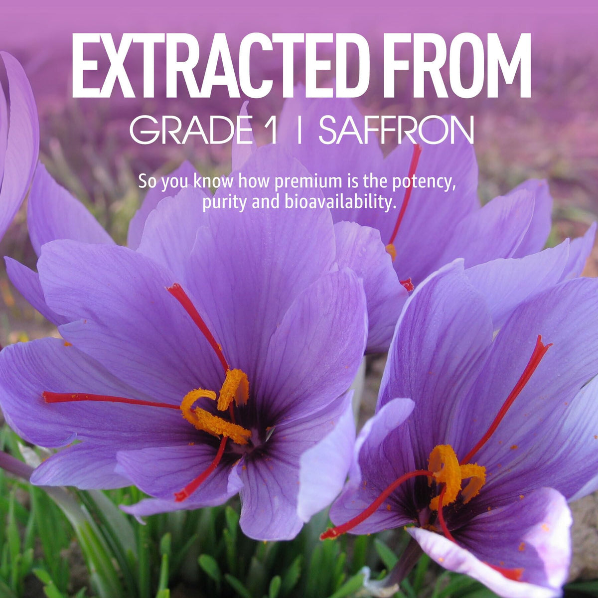 NEVISS Sugar Free Saffron Gummies