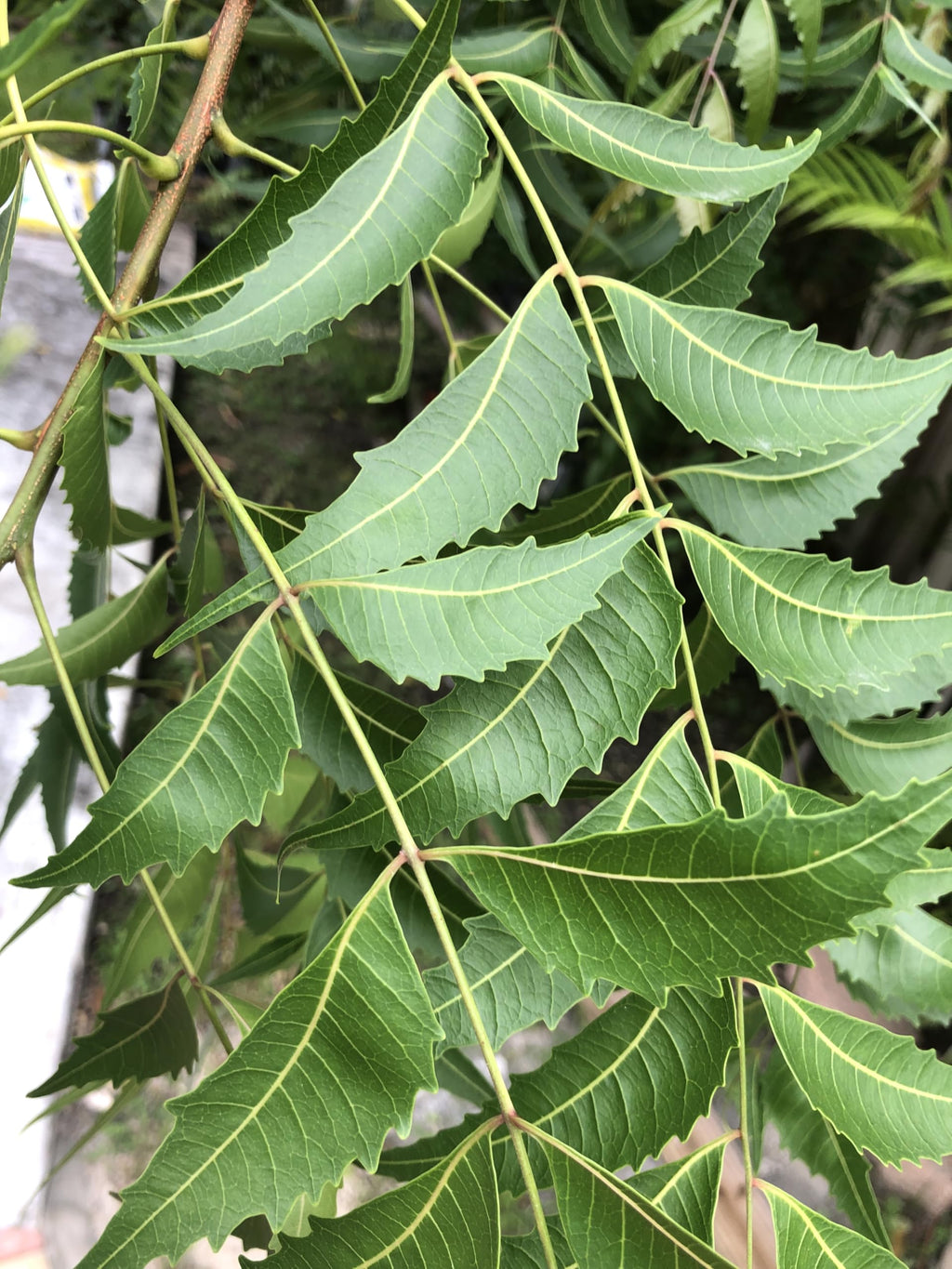 Goodluck Ganesha Fresh Neem Leaves - 200 Count - image 9