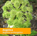 Herb Pharm Angelica Root Liquid Extract for Digestive Support - 1 Fl Oz - image 2