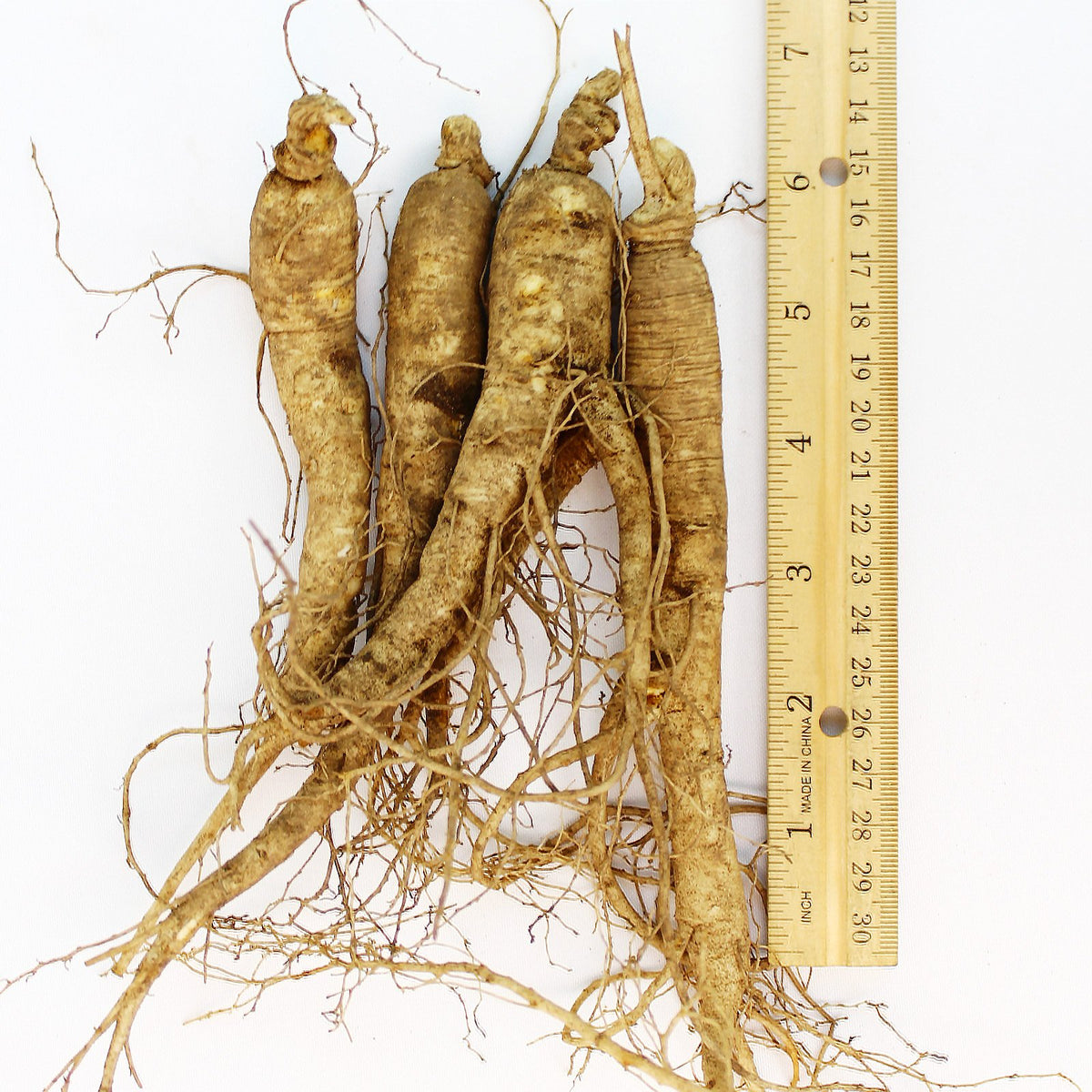 WOHO Cultivated Fresh American Ginseng Jumbo - 8 oz (6-8 Roots) - image 2