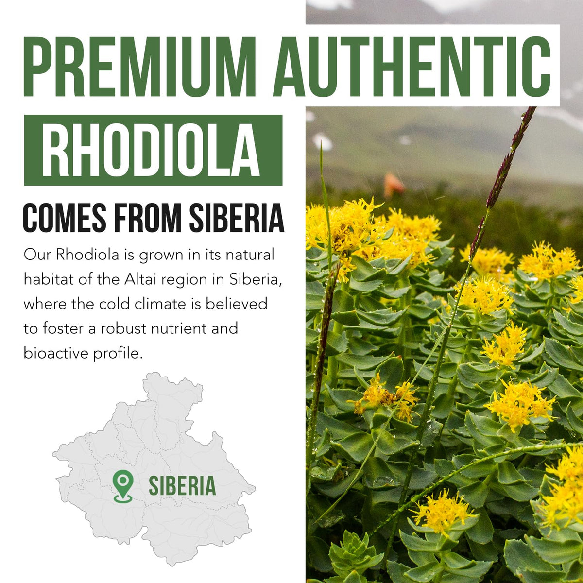 Triquetra Health Max Strength Siberian Rhodiola Rosea 5% Rosavins - 60 Capsules - image 4