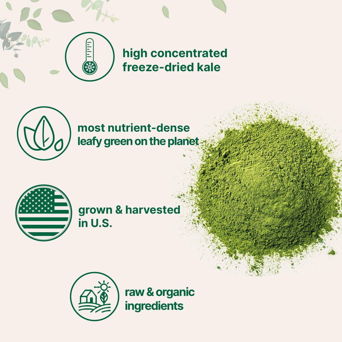 Micro Ingredients Organic Kale Powder - 2 Pounds - image 4
