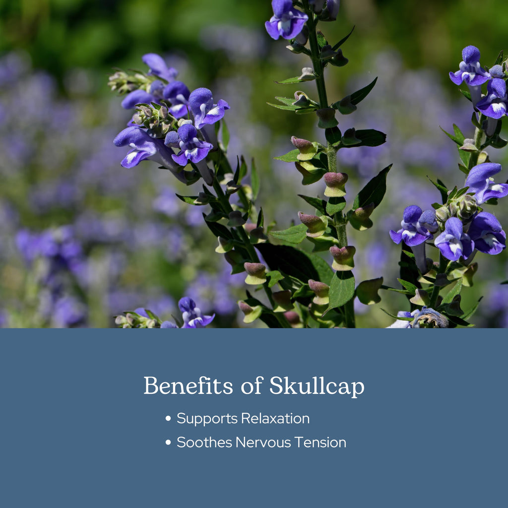 Eclectic Herb Skullcap Capsules Natural Sleep Support - 90 Capsules - image 4