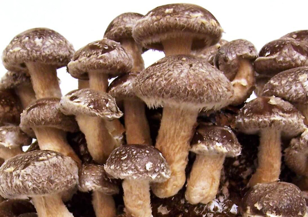 Earth Cap Mushrooms Liquid Cultures 5 Pack Wood Lover - 5 Count - image 5