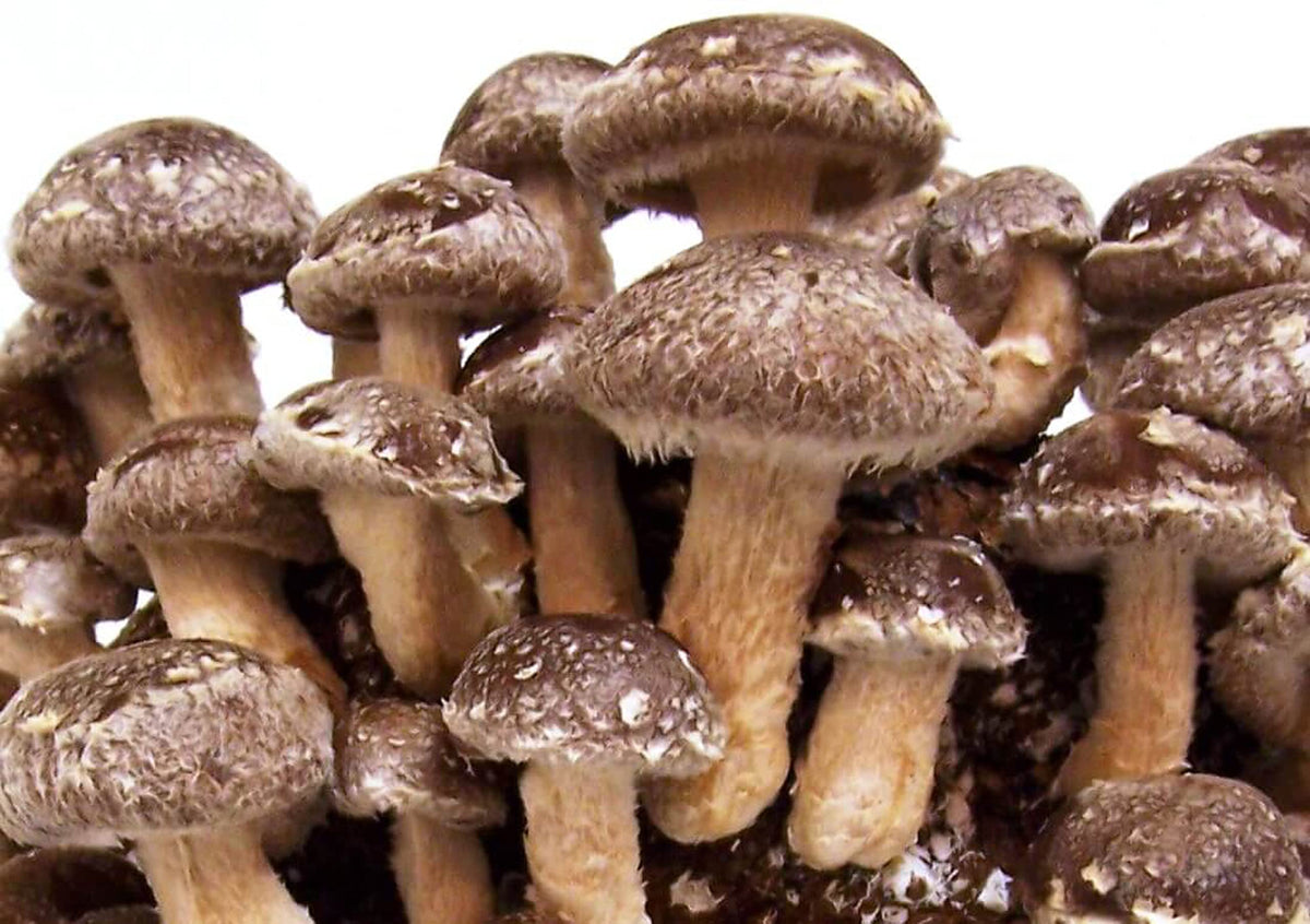 Earth Cap Mushrooms Liquid Cultures 5 Pack Wood Lover - 5 Count - image 5