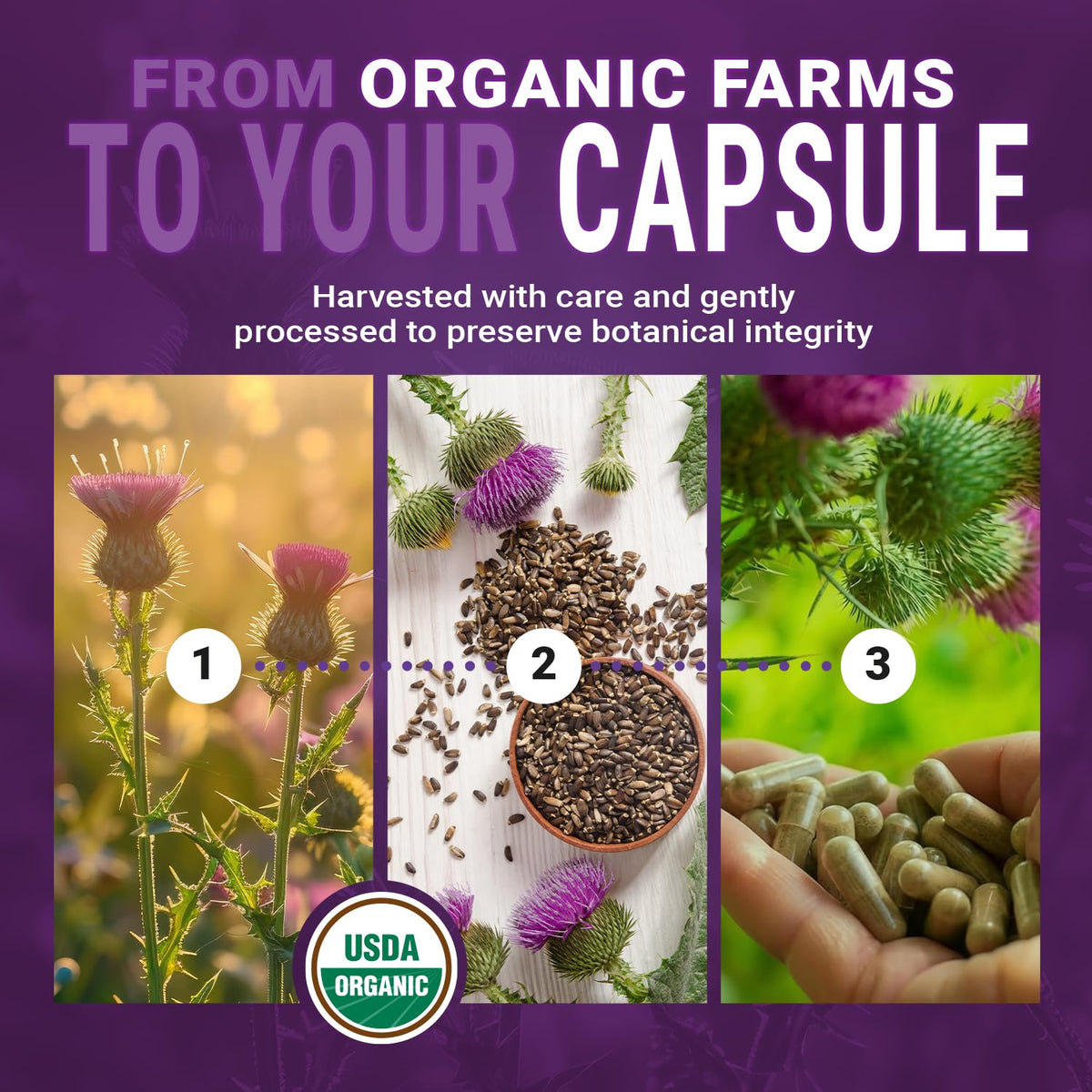 Teraputics Organic Milk Thistle 300mg Liver Support - 120 Vegetarian Capsules - image 4