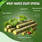 BASIC AYURVEDA Giloy Powder for Immunity & Energy - 200g - image 3