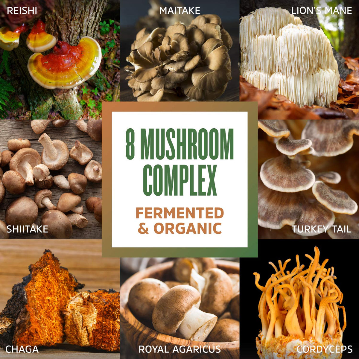 Zhou Mushroom 8-Plex Powder - 30 Servings - image 5