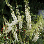 Earthborn Elements Black Cohosh - 200 Capsules - image 4