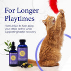 C60 Evo Cat Lover Set Antioxidant Support - 2 Pack - image 5