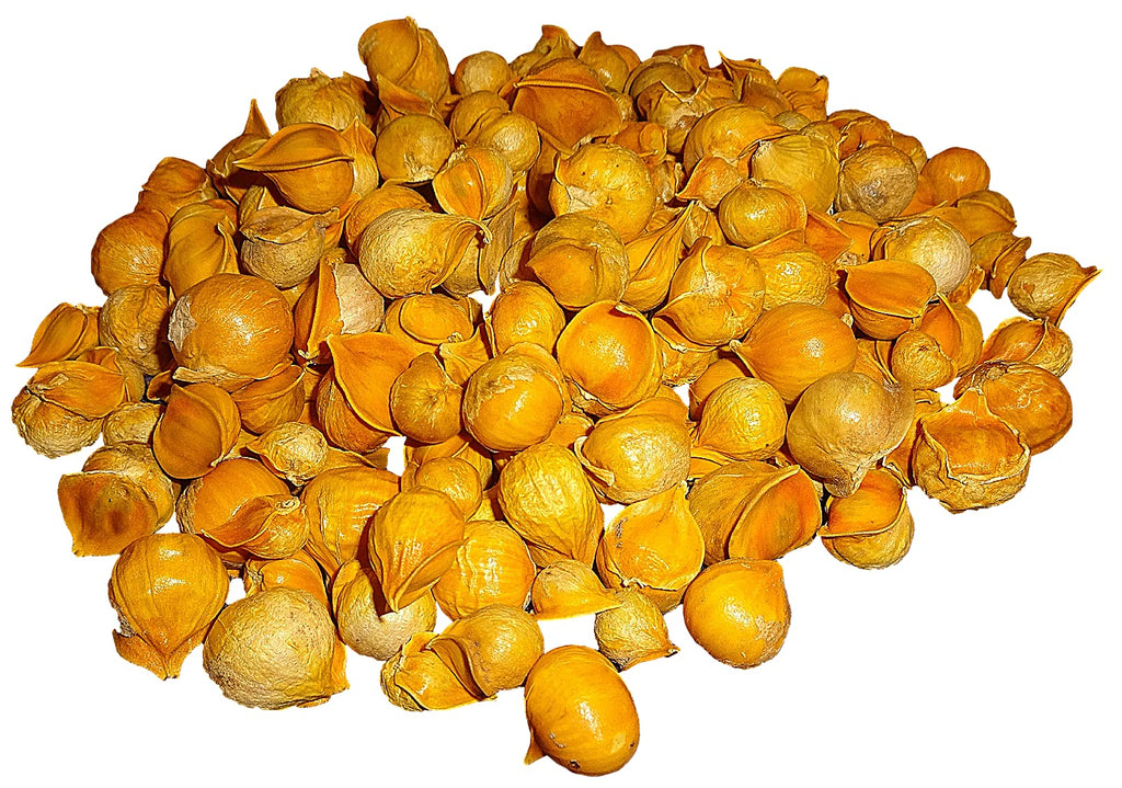 Morel Distribution Company Japanese Garlic//AJO Japones (100%
